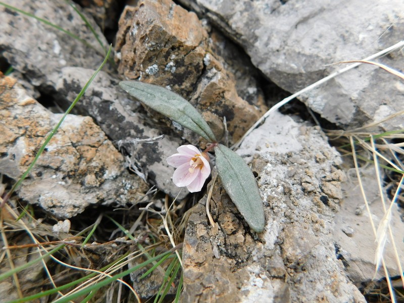 Claytonia panamintensis photo 6
