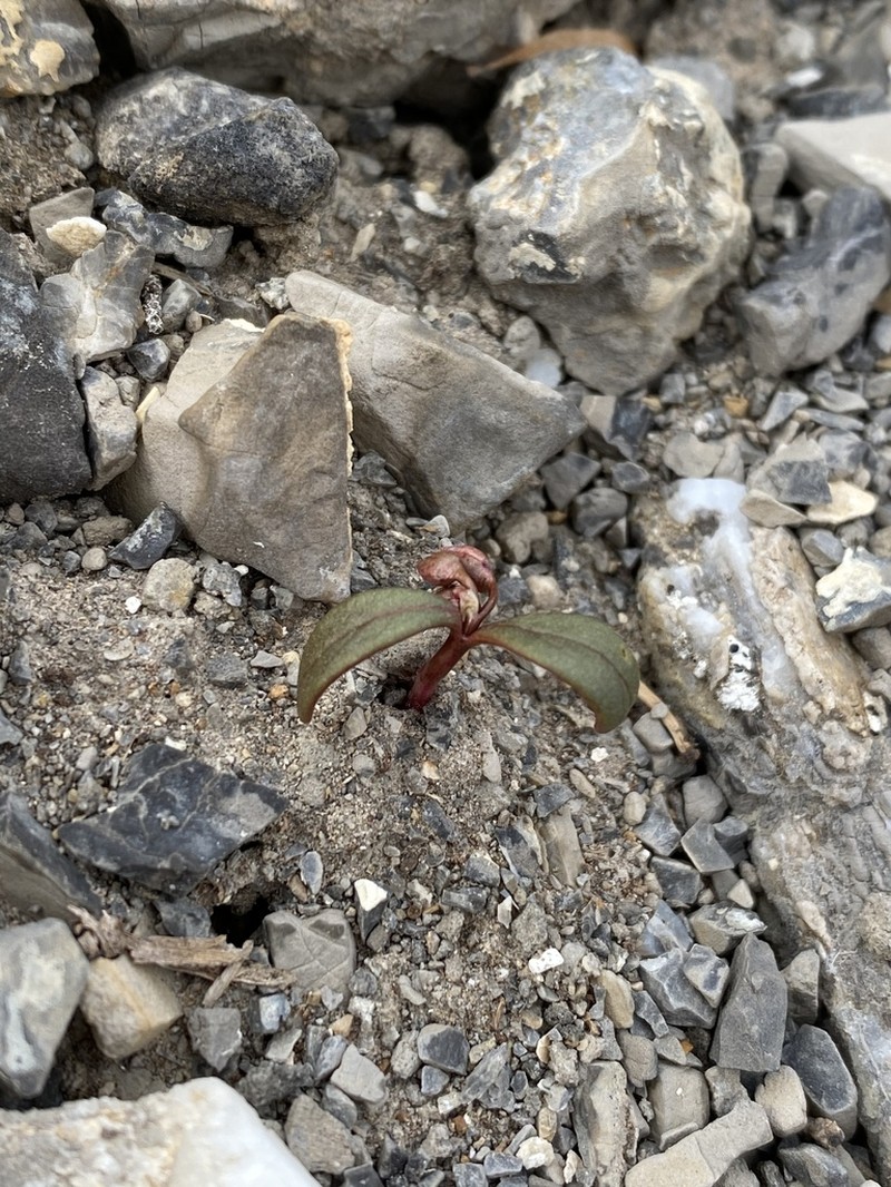 Claytonia panamintensis photo 7