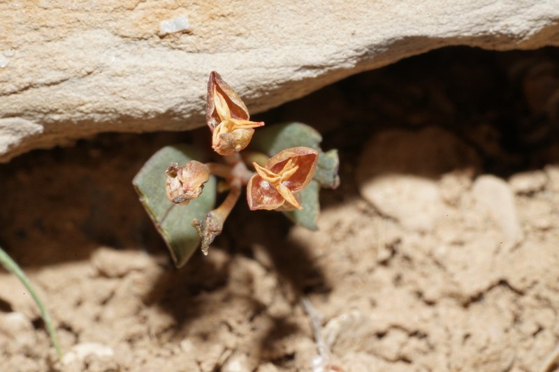 Claytonia panamintensis photo 8