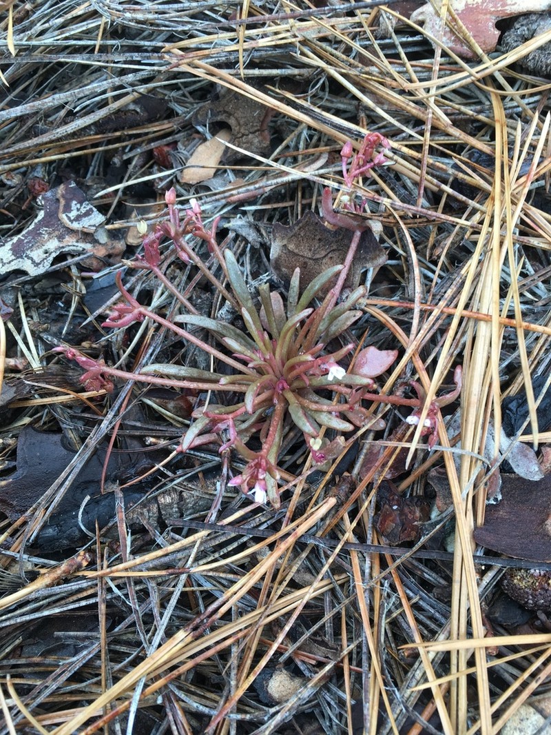 Streambank Springbeauty photo 3
