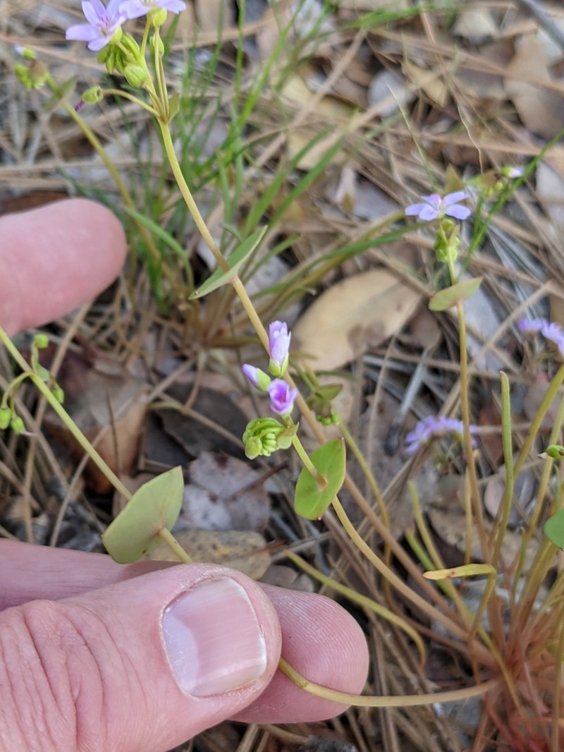 Streambank Springbeauty photo 5