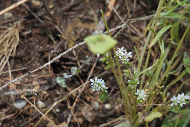 Streambank Springbeauty photo 6