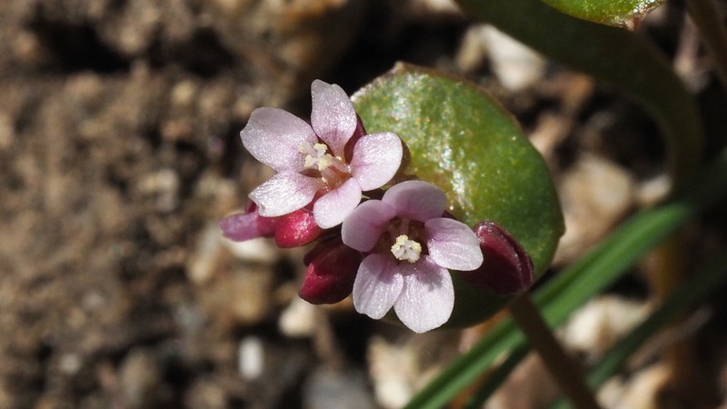 Streambank Springbeauty photo 7
