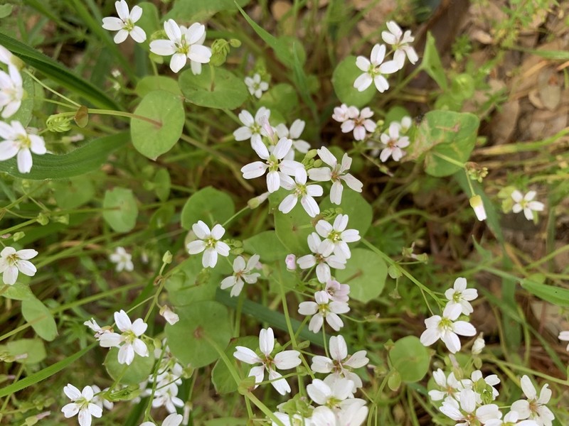 Streambank Springbeauty photo 8