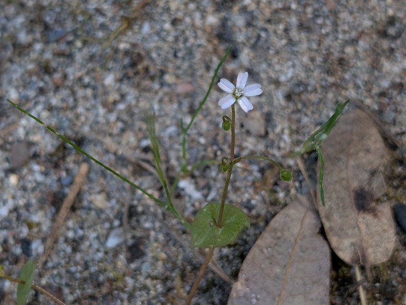 Claytonia parviflora subsp. grandiflora