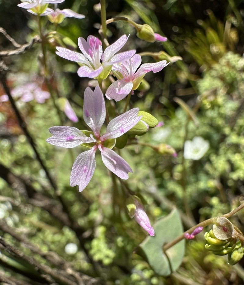 Claytonia parviflora subsp. grandiflora photo 2