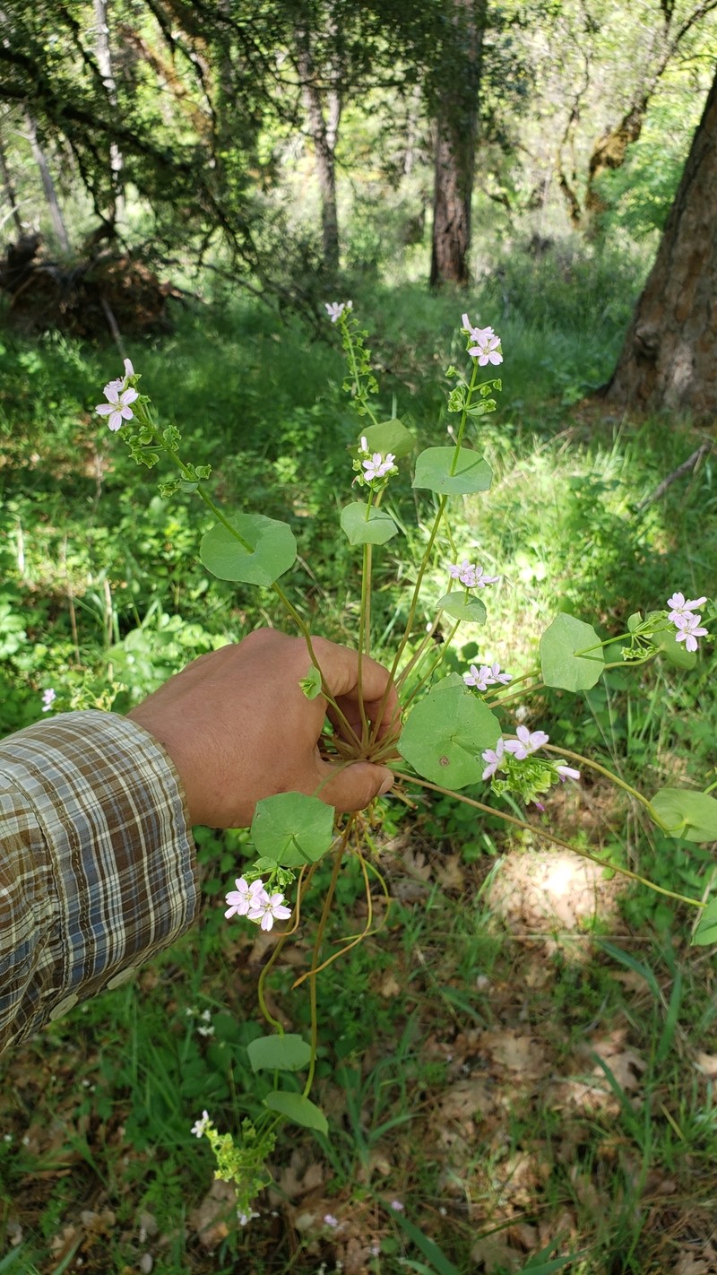 Claytonia parviflora subsp. grandiflora photo 3