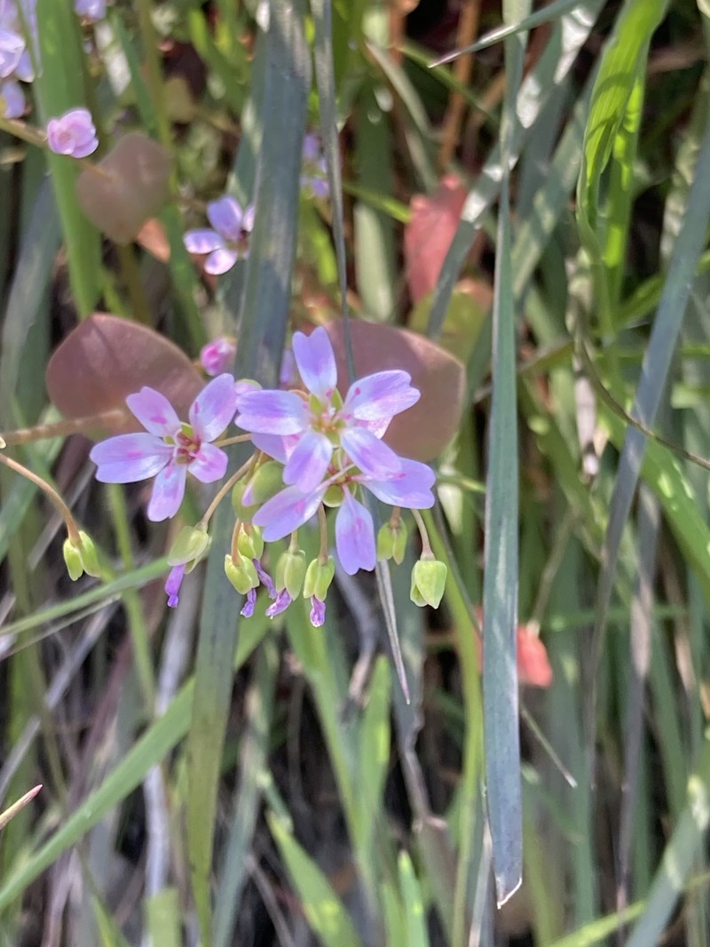 Claytonia parviflora subsp. grandiflora photo 4