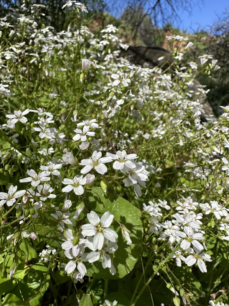Claytonia parviflora subsp. grandiflora photo 5