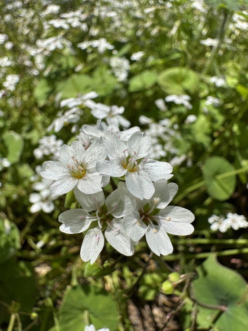 Claytonia parviflora subsp. grandiflora photo 6