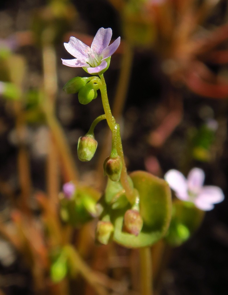 Claytonia parviflora subsp. parviflora