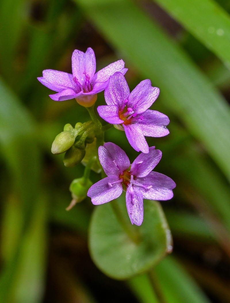 Claytonia parviflora subsp. parviflora photo 2