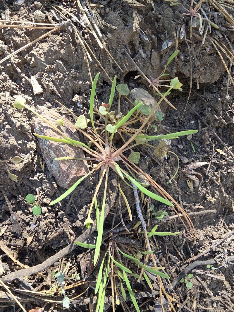 Claytonia parviflora subsp. parviflora photo 3