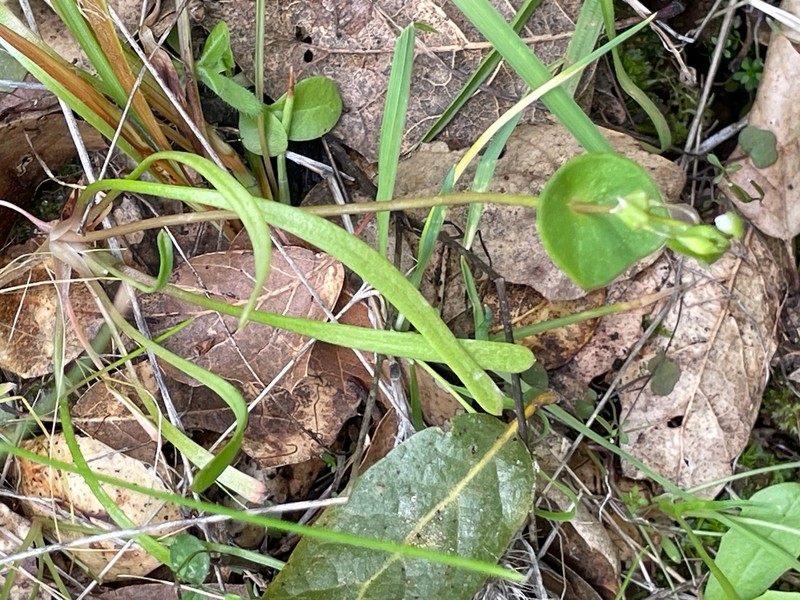 Claytonia parviflora subsp. parviflora photo 4