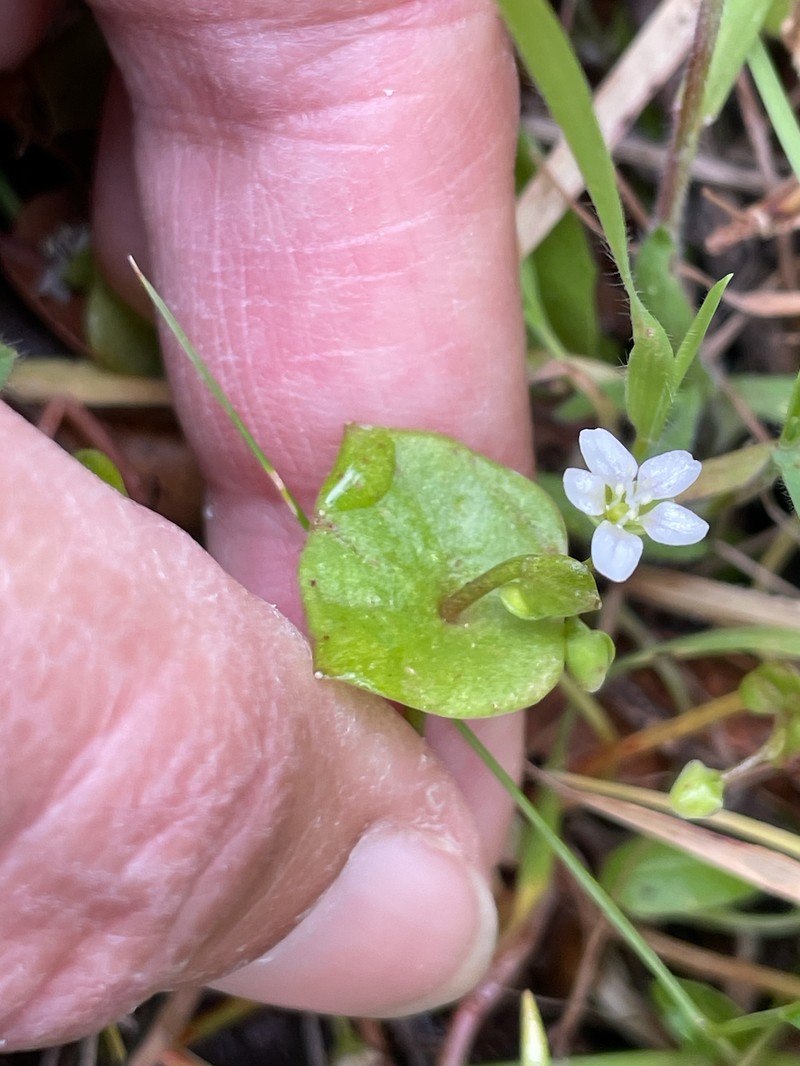 Claytonia parviflora subsp. parviflora photo 5