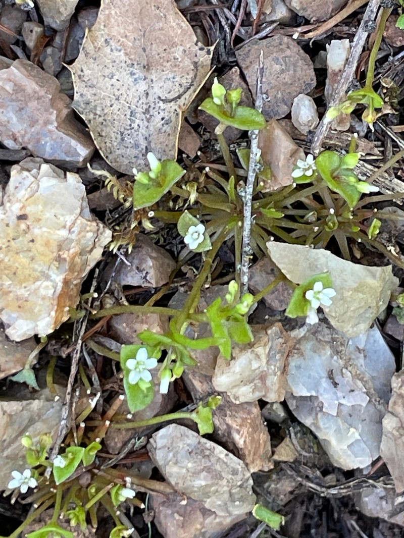 Claytonia parviflora subsp. parviflora photo 7