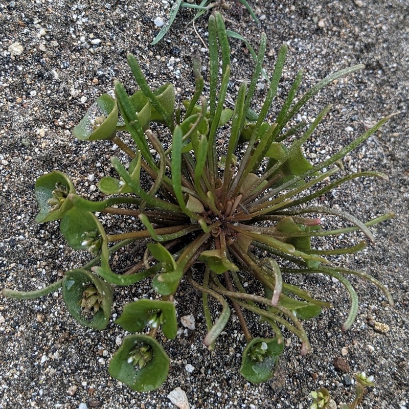 Claytonia parviflora subsp. parviflora photo 8