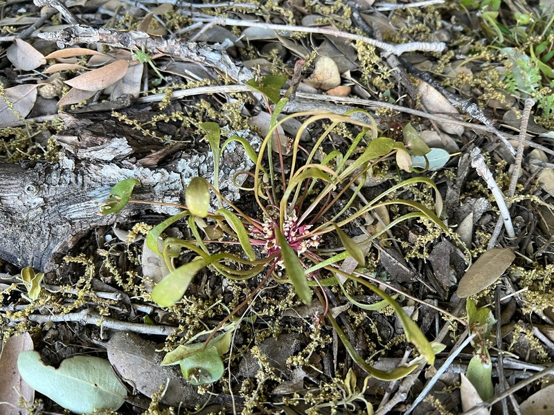 Claytonia parviflora subsp. utahensis