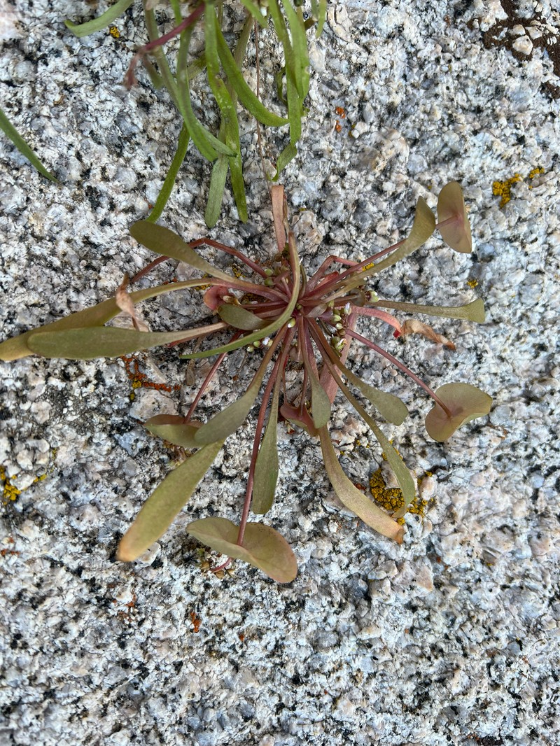 Claytonia parviflora subsp. utahensis photo 2