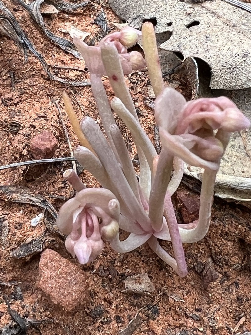 Claytonia parviflora subsp. utahensis photo 3