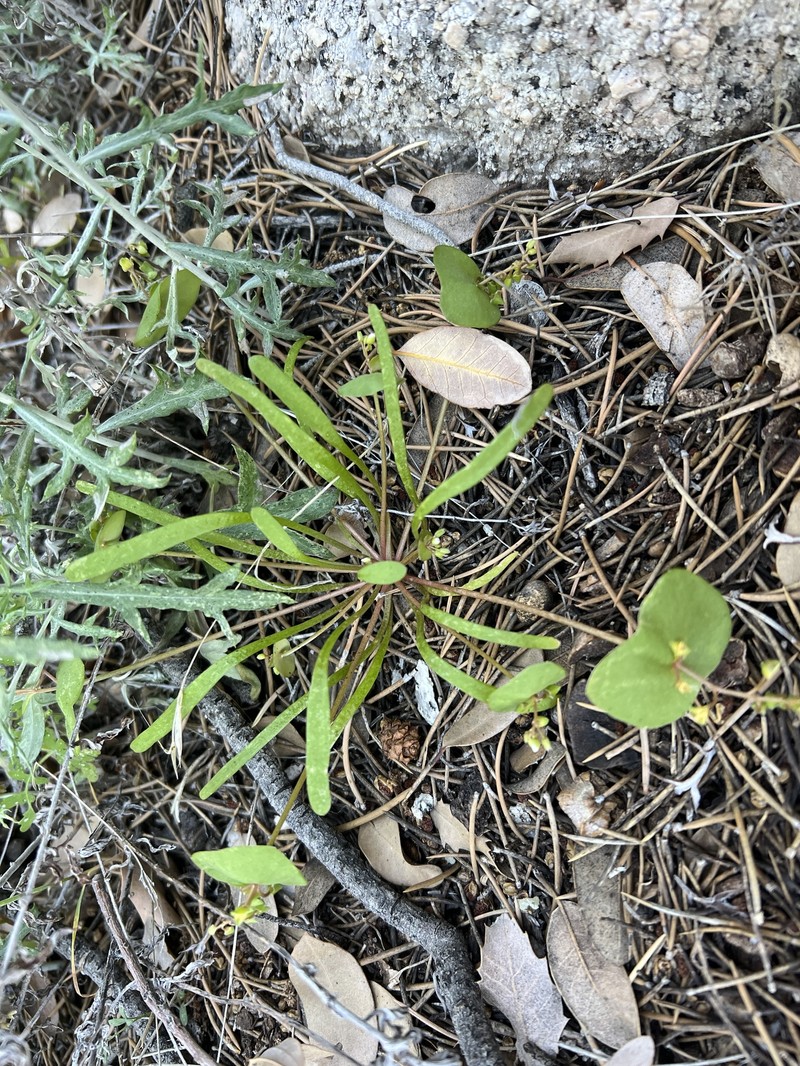 Claytonia parviflora subsp. utahensis photo 4