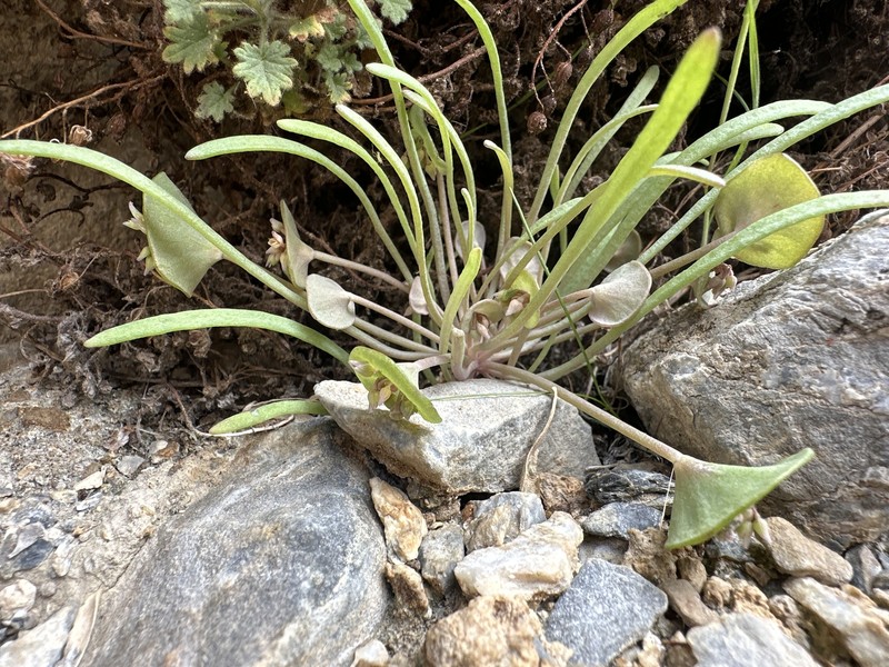 Claytonia parviflora subsp. utahensis photo 5