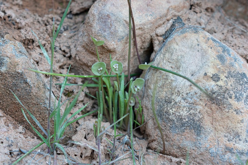 Claytonia parviflora subsp. utahensis photo 6