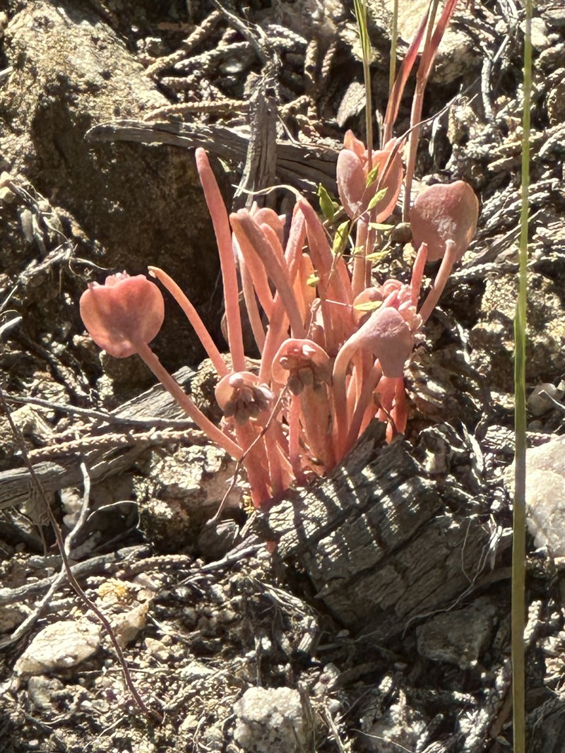 Claytonia parviflora subsp. utahensis photo 7