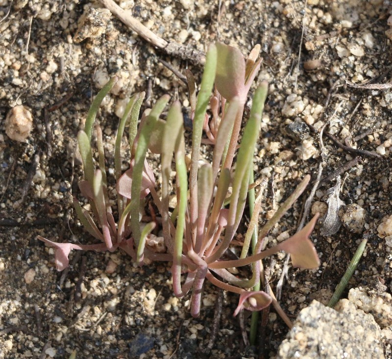 Claytonia parviflora subsp. utahensis photo 8