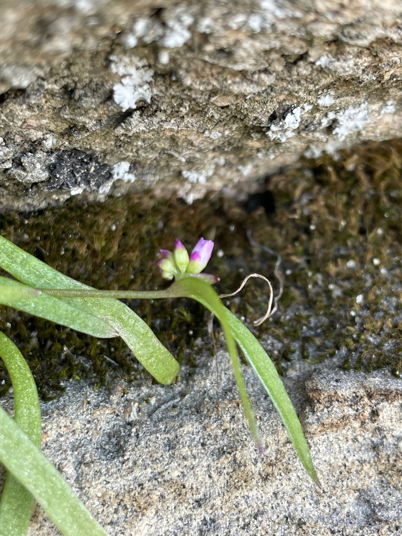 Claytonia parviflora subsp. viridis