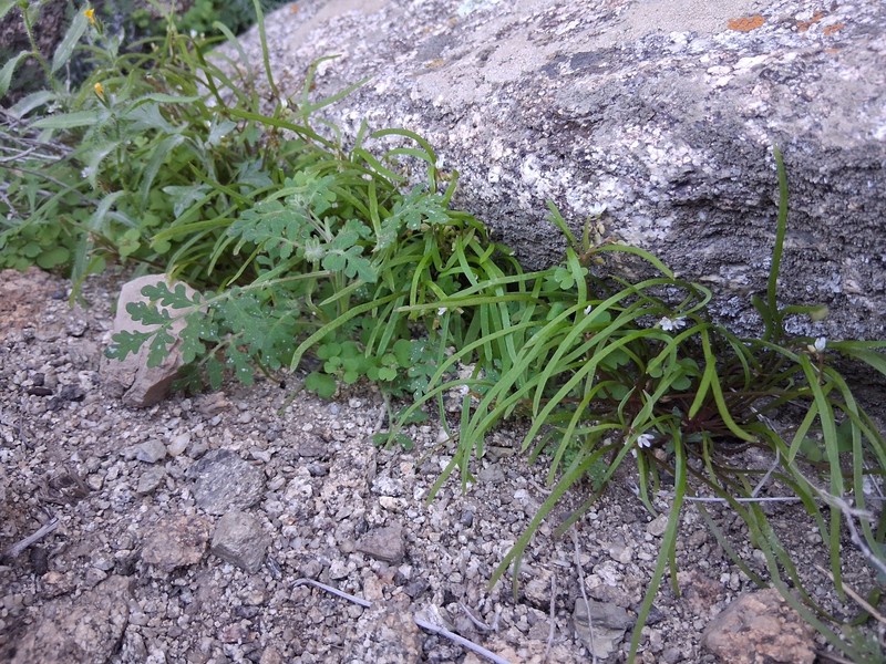 Claytonia parviflora subsp. viridis photo 2