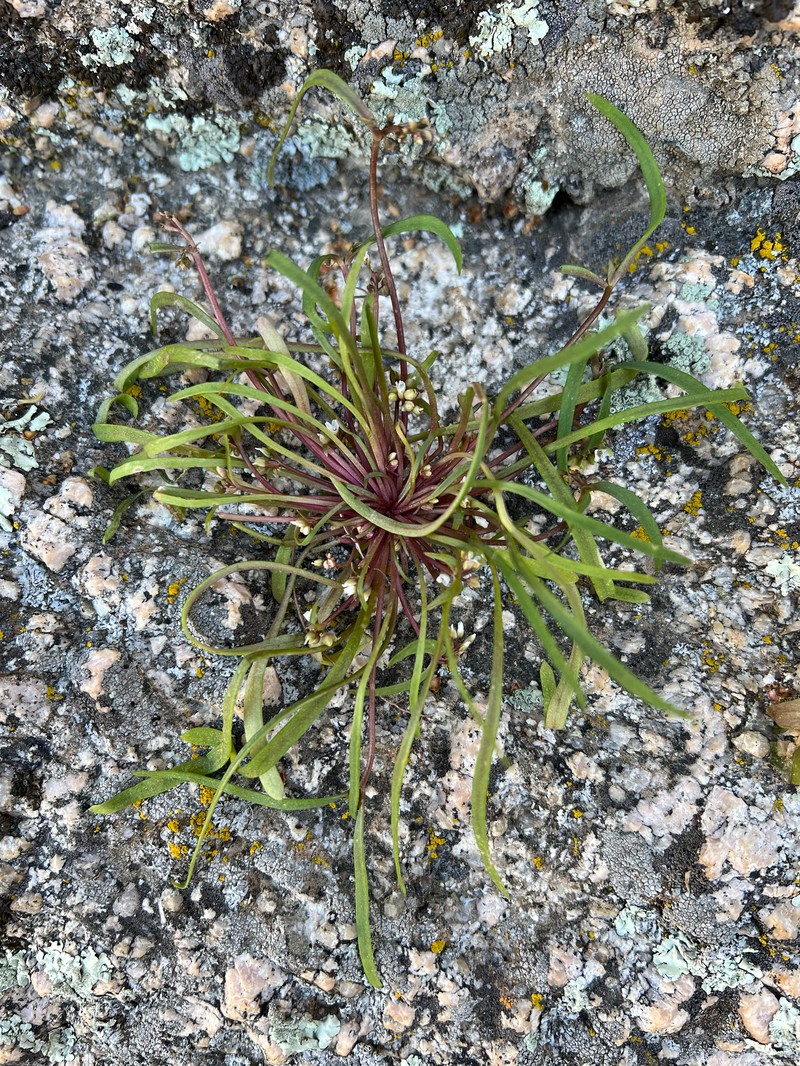 Claytonia parviflora subsp. viridis photo 3