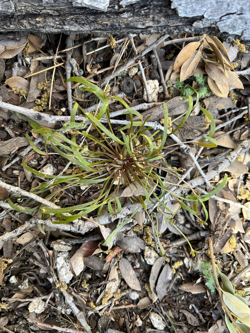 Claytonia parviflora subsp. viridis photo 4