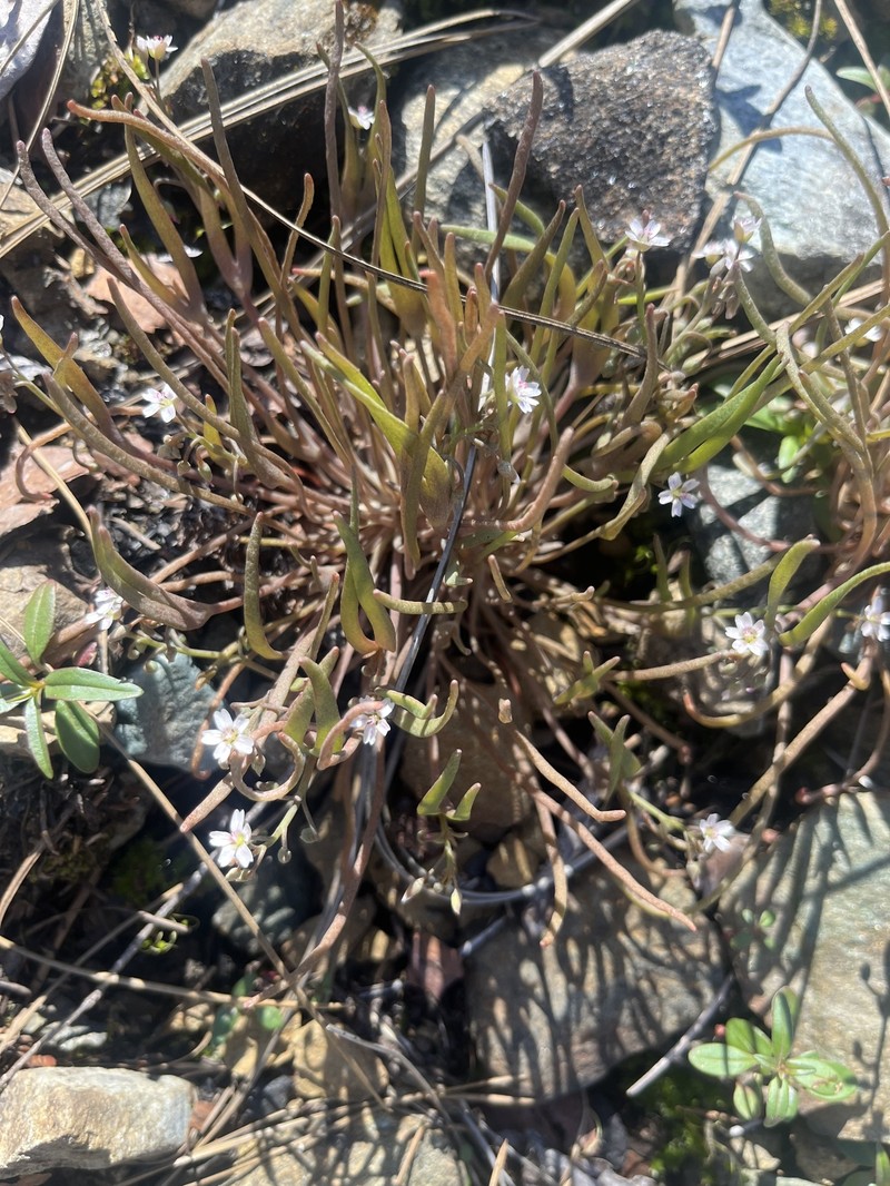 Claytonia parviflora subsp. viridis photo 6