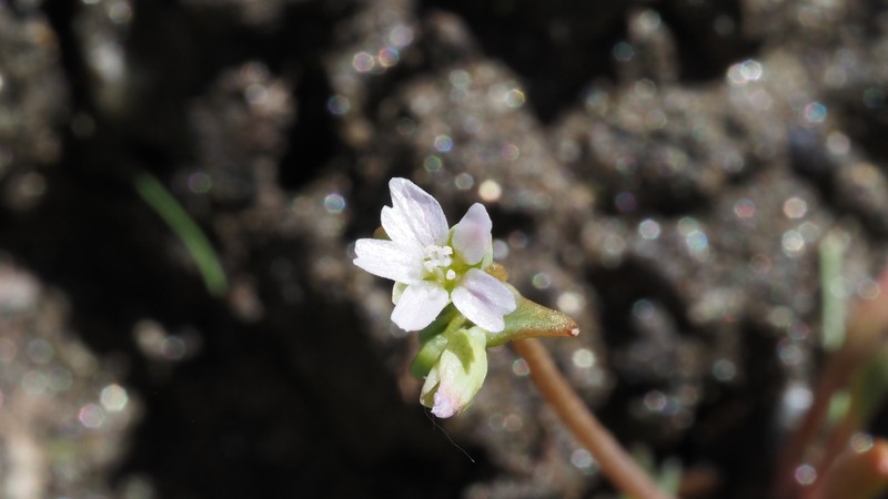 Claytonia parviflora subsp. viridis photo 7