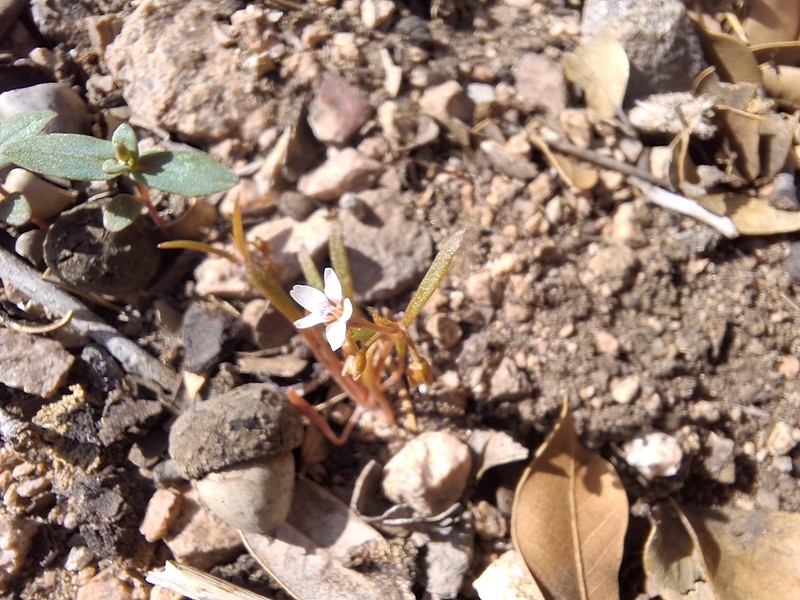 Claytonia parviflora subsp. viridis photo 8