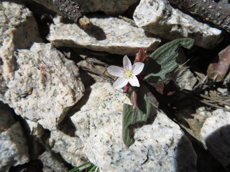 Claytonia peirsonii