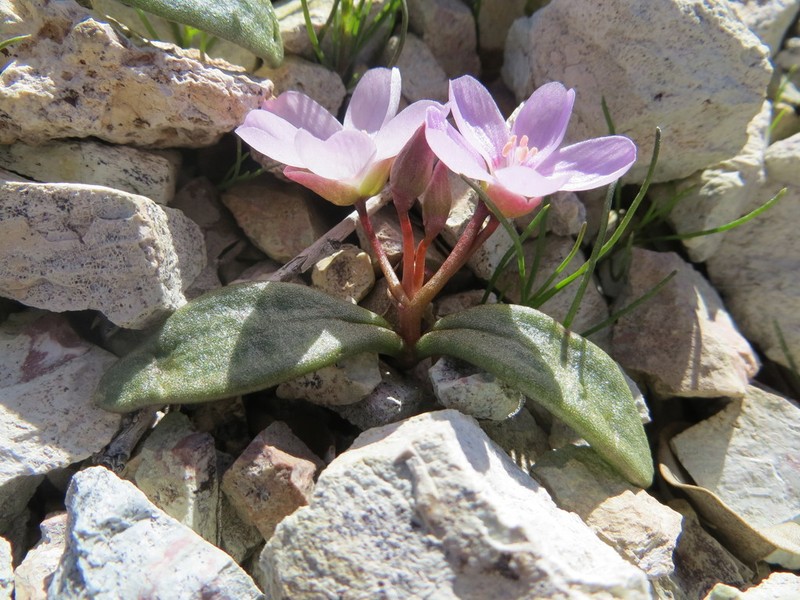 Claytonia peirsonii photo 2