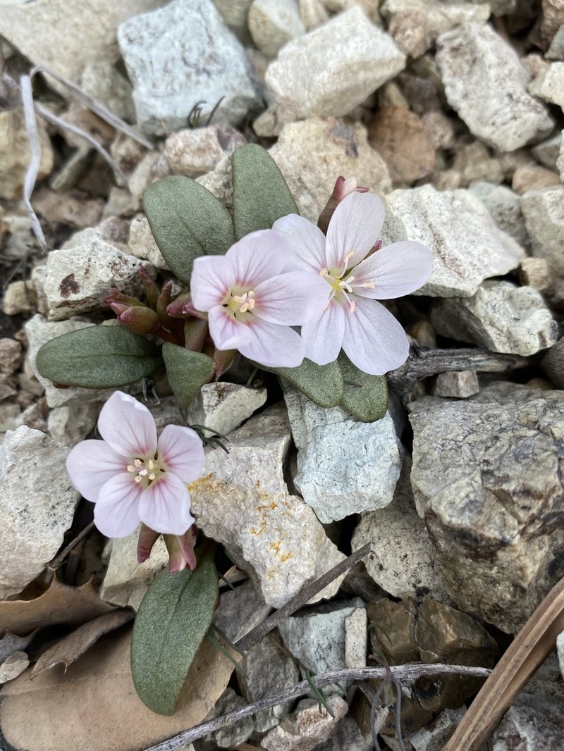 Claytonia peirsonii photo 3