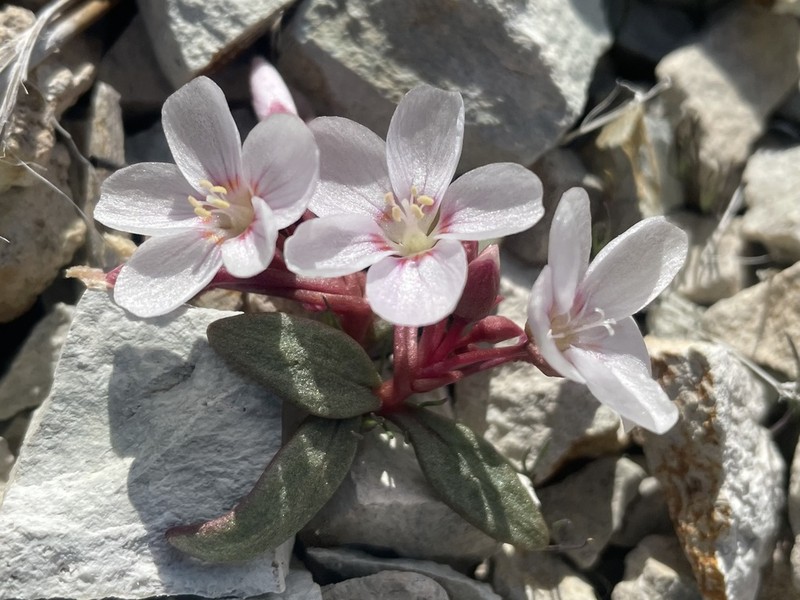 Claytonia peirsonii photo 4