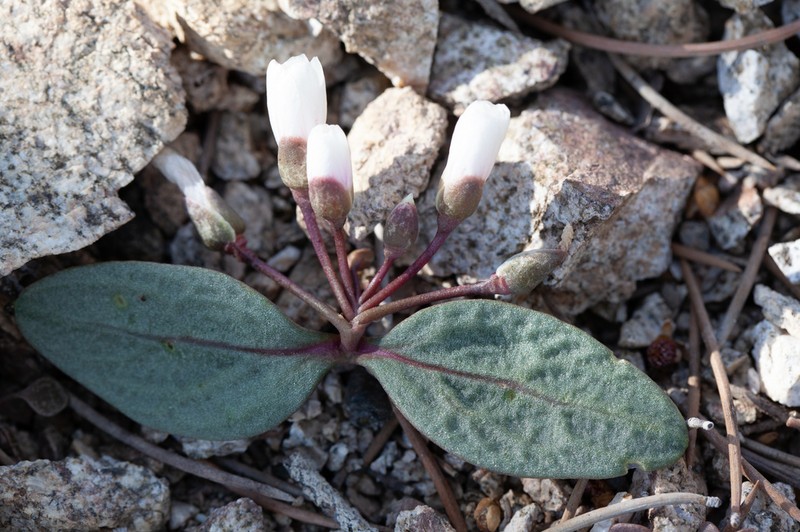 Claytonia peirsonii photo 5