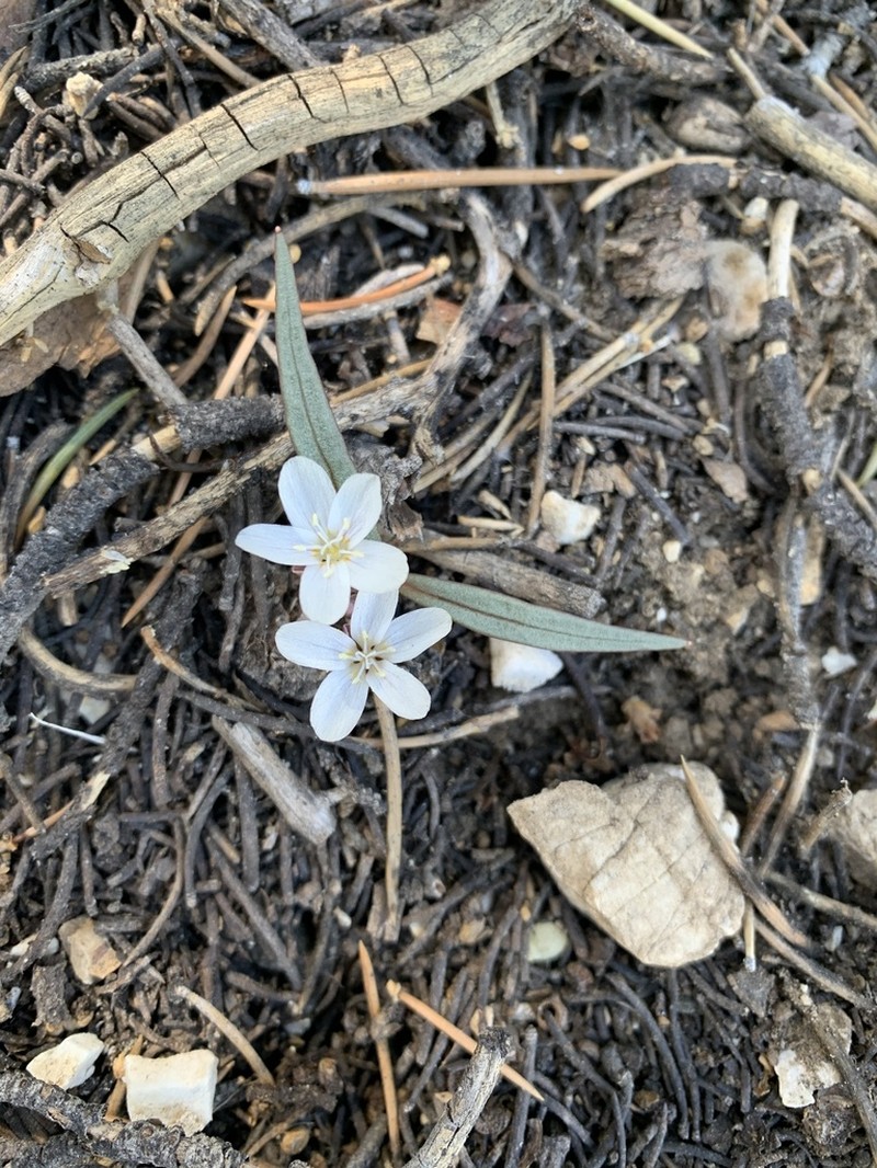 Claytonia peirsonii photo 6