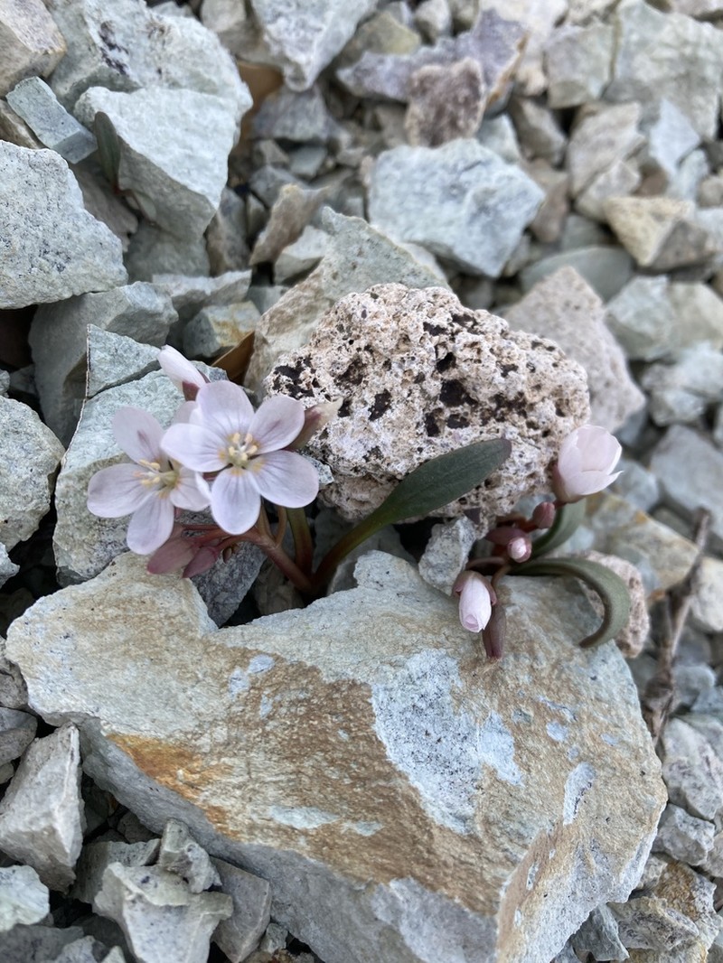 Claytonia peirsonii photo 7
