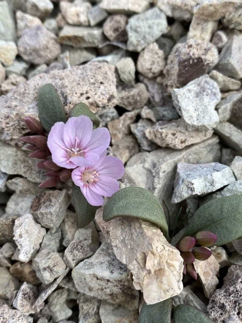 Claytonia peirsonii photo 8
