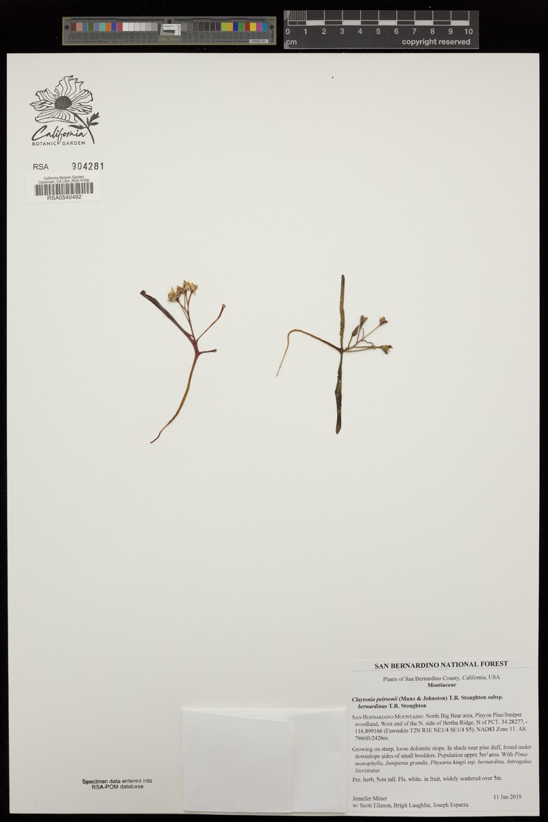 Claytonia peirsonii subsp. bernardinus photo 3