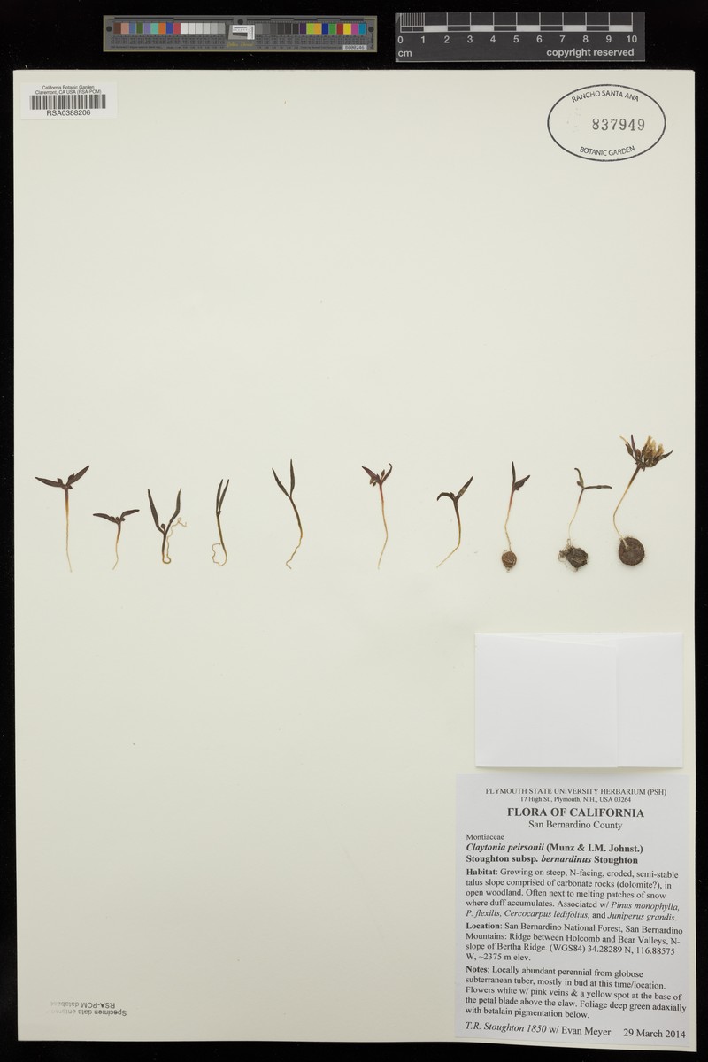 Claytonia peirsonii subsp. bernardinus photo 4