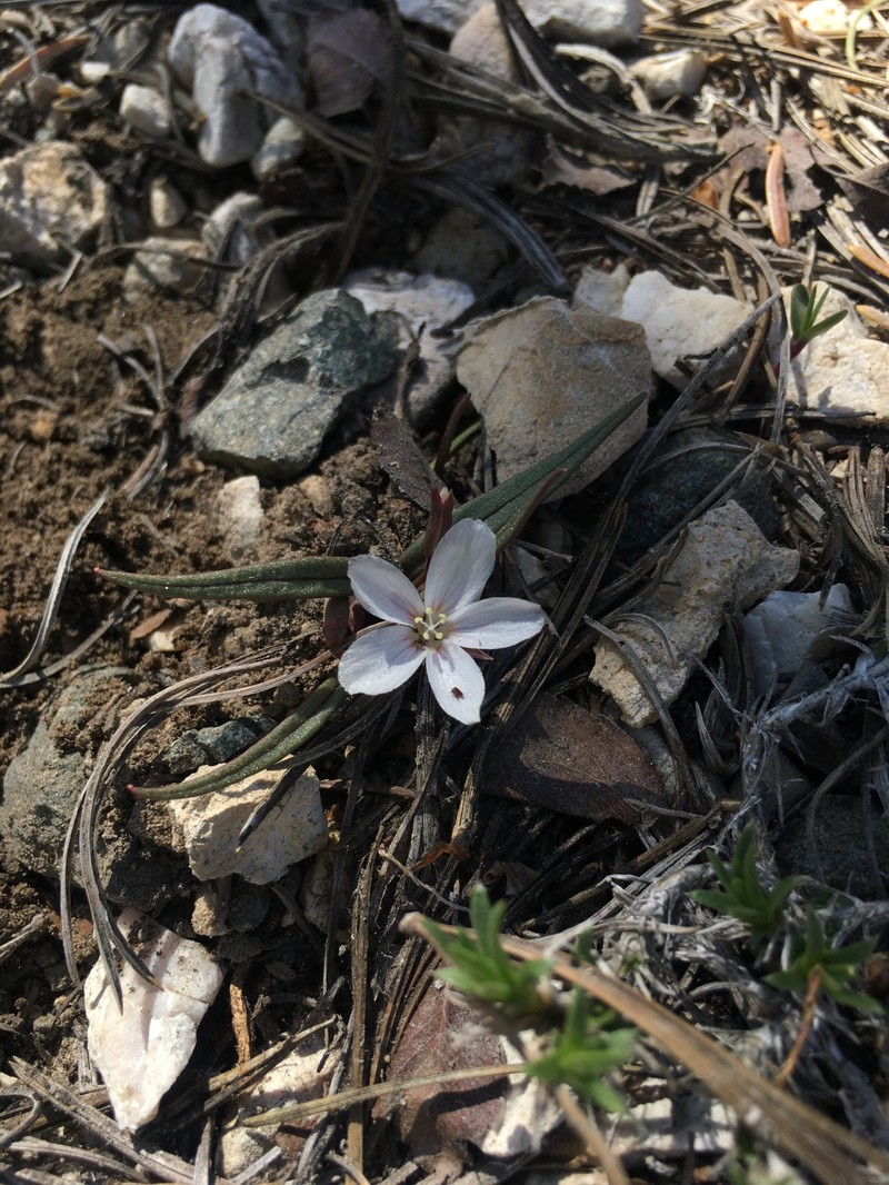 Claytonia peirsonii subsp. bernardinus photo 2