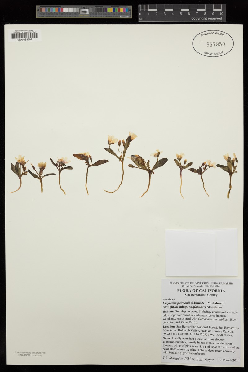 Claytonia peirsonii subsp. californacis photo 4