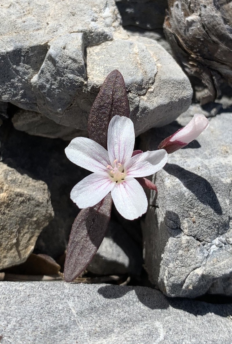 Claytonia peirsonii subsp. californacis