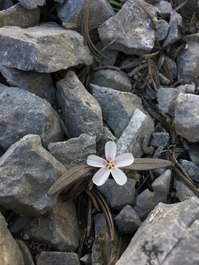 Claytonia peirsonii subsp. californacis photo 2